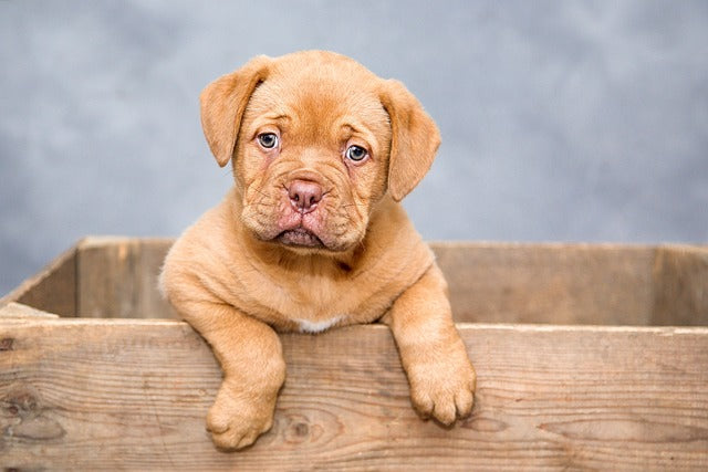 Globuli für Haustiere? Welche Vorteile haben Bachblüten für Tiere